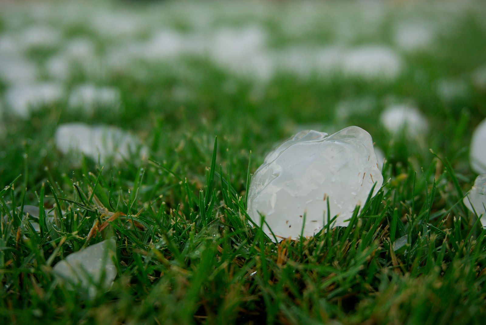 Large hailstones lying on lush green grass.